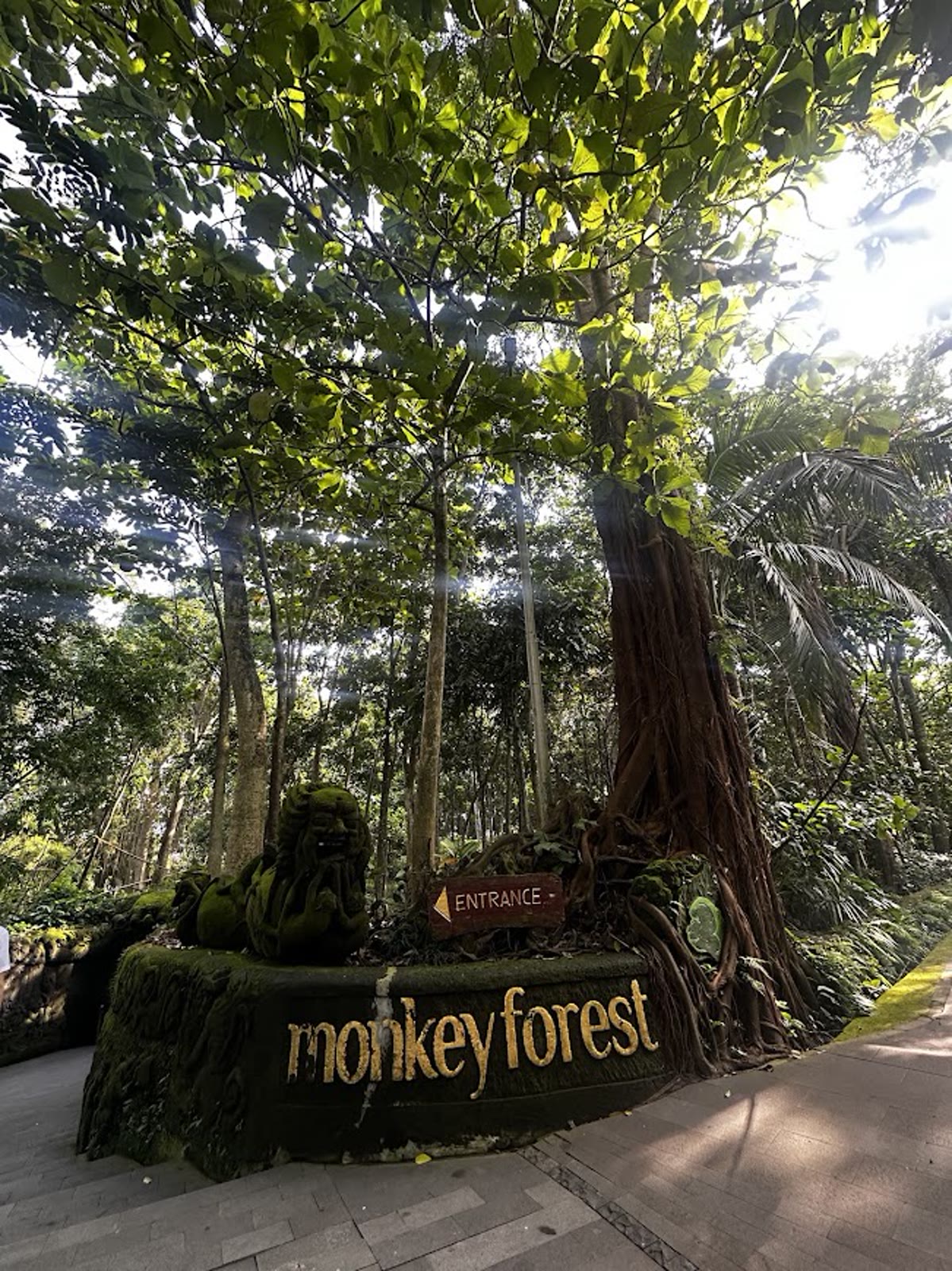 Monkey Forest girişi: yosun tutmuş yazı, dev ağaçlar